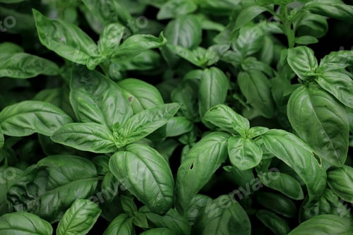 Preview: close up of basil seedlings - aromatic plants