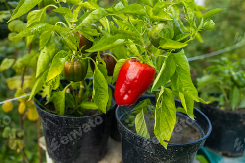 Preview: Ripe bell peppers growing in the garden. Red and green pepper. The harvest of vegetables.