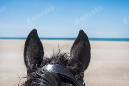 Preview: stallion on the beach