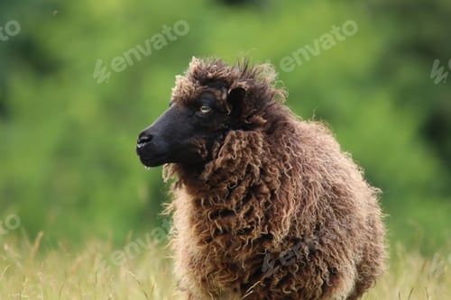 Preview: Close-Up of a Brown Sheep Standing in a Meadow on a Sunny Day