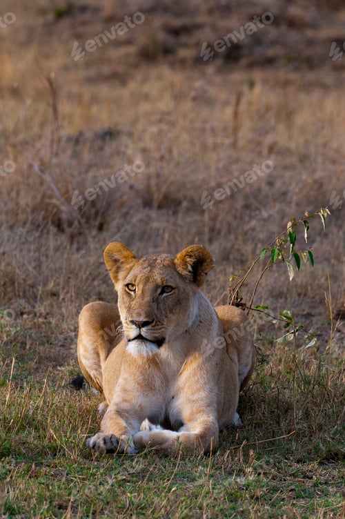 Preview: Majestic lioness resting in the golden savannah at dusk
