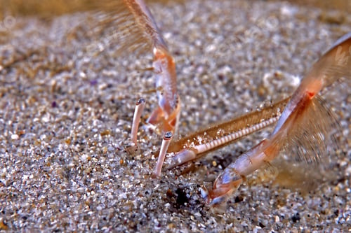 Preview: Pacific Sand Crab feeding