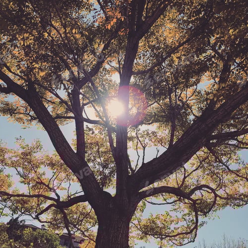 Preview: Grand old tree