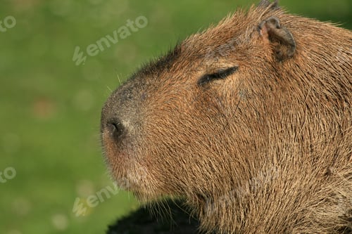 Preview: Animal - Vancouver Zoo, Canada