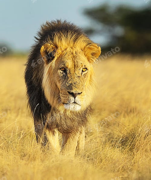 Preview: A Beautiful Wildlife photography pictures
