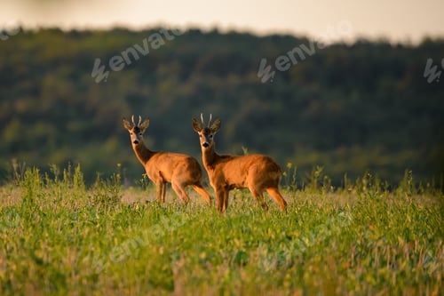 Preview: Two Roe bucks on the field