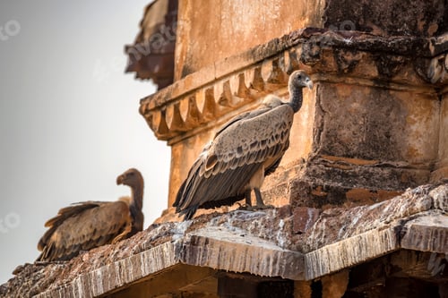 Preview: Indian vulture or Gyps indicus