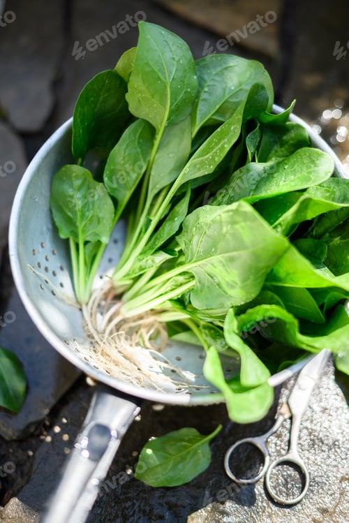 Preview: Washing fresh green spinach leaves in a metal colander outdoor