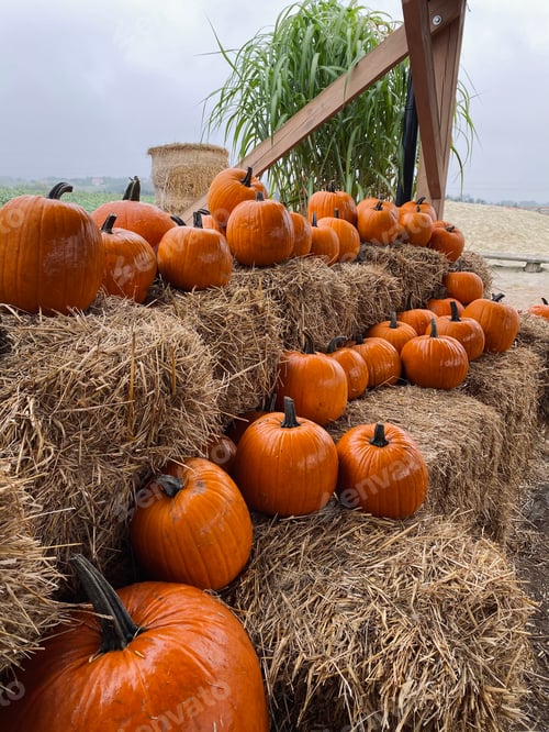 Preview: Pumpkin farm