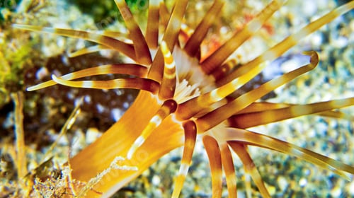 Preview: Anemone, Cabo Cope-Puntas del Calnegre Natural Park, Spain