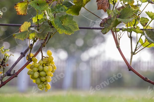 Preview: Close-up of growing young vine plants tied to metal frame with green leaves and big golden yellow