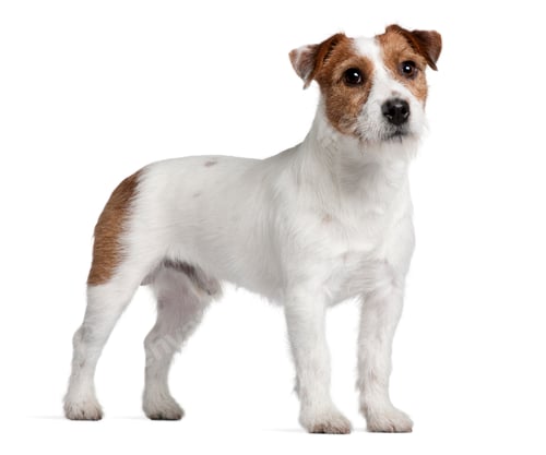Preview: Jack Russell Terrier, 15 months old, standing in front of white background