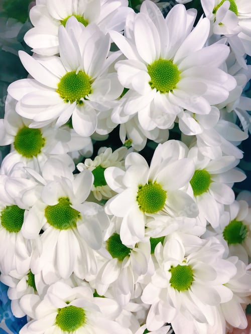 Preview: Bright white daisies with green centres background.