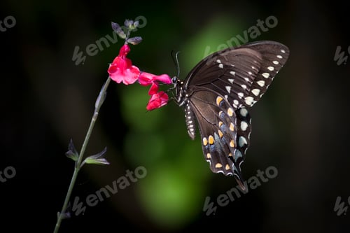 Preview: Close up of a Swallowtail butterfly sitting on a pink flower.