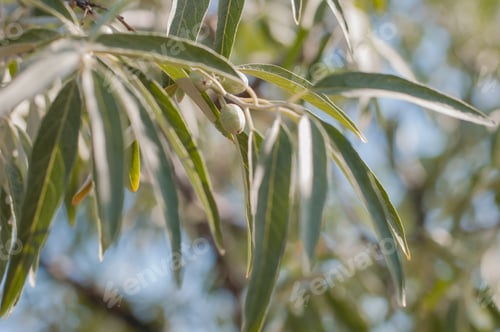 Preview: Close-Up of Tree Leaves with Small Fruits