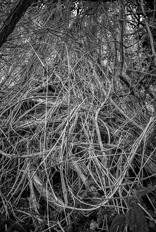 Preview: Many dry roots or lianas in the forest Black and white view
