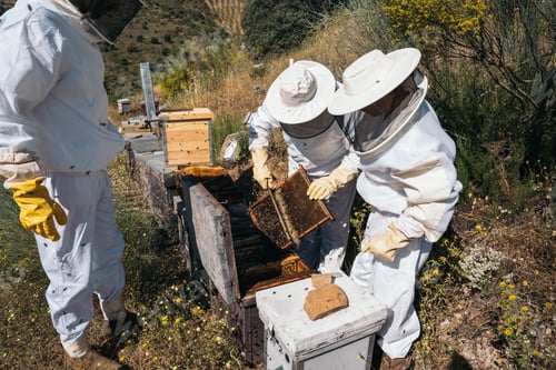 Preview: Beekeepers working to collect honey. Organic beekeeping concept.