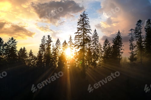 Preview: Aerial view of dark green pine trees in spruce forest with sunrise rays shining