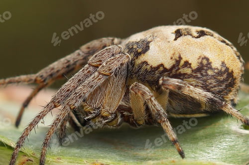 Preview: Lateral closeup on a European orb-weaver spider species , Larinioides cornutus, sitting on wood