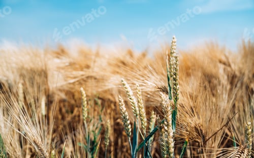 Preview: Yellow grain ready for harvest growing in a farm field
