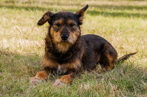 Preview: Old dog posing and resting on the grass close-up