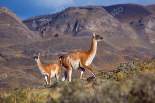 Preview: Pair of guanacos on hillside in front of mountains, Torres Del Paine National Park, Chile