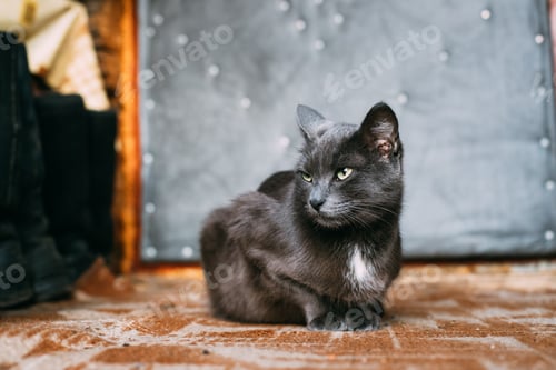 Preview: Russian Blue Cat Kitten Resting On Porch Of An Old Village Rusti