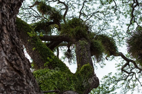 Preview: Branches of big samanea saman trees with sky background