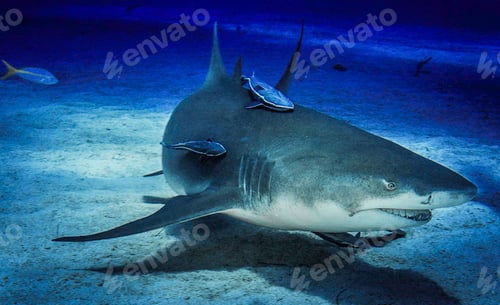 Preview: A Beautiful Shark underwater photography