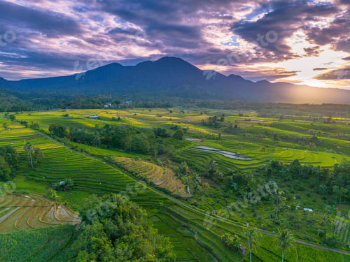 Preview: Beautiful morning view indonesia Panorama Landscape paddy fields