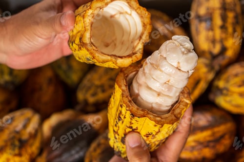 Preview: Cocoa beans and cocoa pod