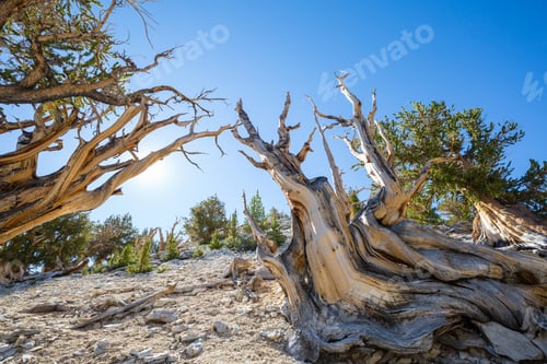 Preview: Bristlecone
