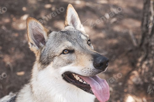 Preview: Cute adorable Czechoslovakian Wolfdog dog enjoying the weather in the park