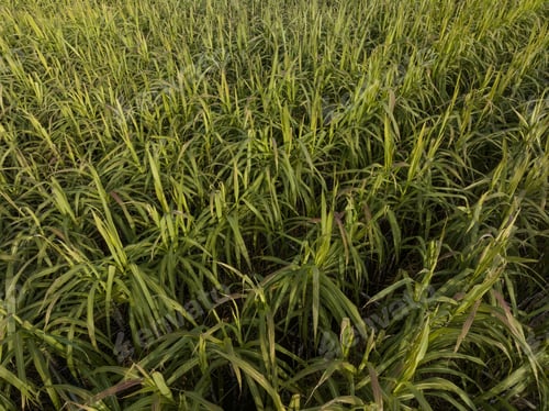 Preview: Aerial view of sugarcane plants growing at field