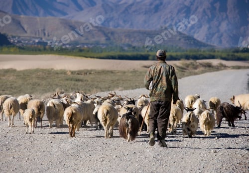 Preview: Shepherd with his sheep - Tibet