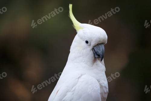 Preview: bird, cockatoo, pet, parrotsss