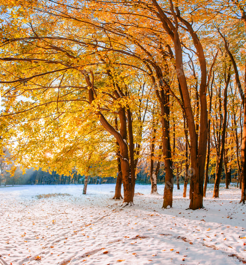 Preview: forest with first winter snow