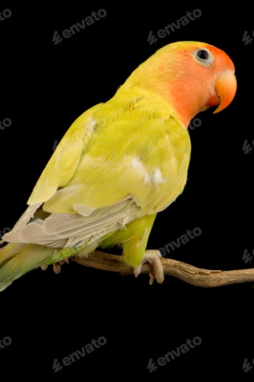 Preview: love bird
