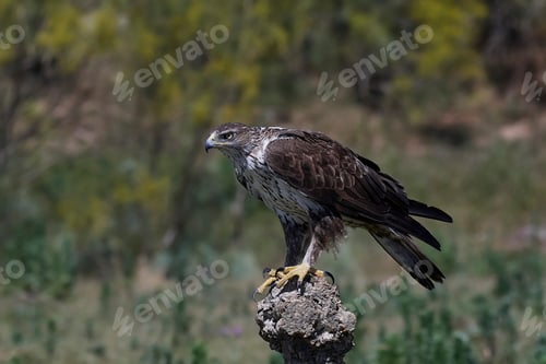 Preview: Bonellis eagle (Aquila fasciata)
