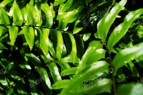 Preview: Vibrant green tropical leaves showcasing rich texture and natural beauty in lush environment