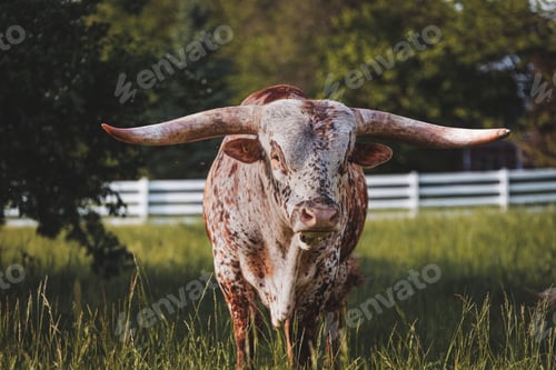 Visualização: Gado Texas Longhorn na fazenda