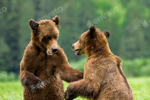 Preview: Grizzly bear (Ursus arctos horribilis) cubs in Khutzeymateen Sanctuary in BC, Canada