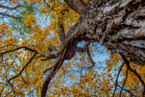 Preview: Looking up at the golden yellow leaves