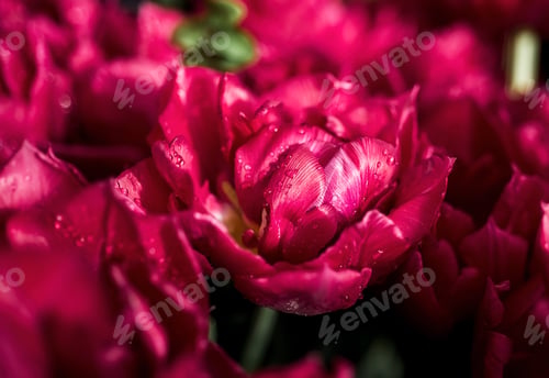 Preview: Opened pink tulip with water drops. Macro flower. natural flower background