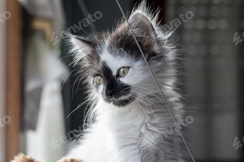 Preview: Closeup of an adorable and fluffy little kitten sitting on its bed