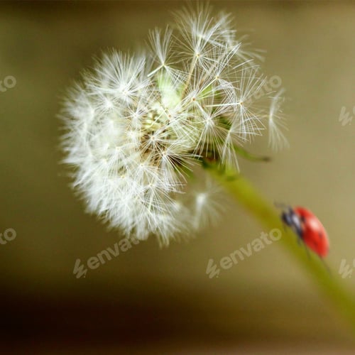 Preview: Close-up of a dandelion and a ladybird