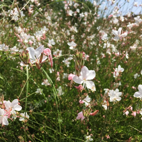 Preview: Field of Gaura flowers
