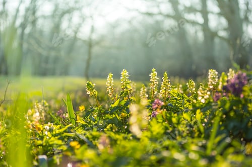 Preview: Spring flowers