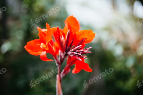 Preview: Beautiful Red Tropical Flower at Greenhouse