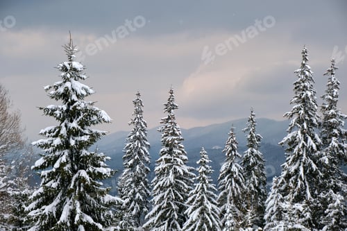 Vorschau: Stimmungsvolle Landschaft mit Pinien bedeckt mit frischem Schnee im winterlichen Bergwald